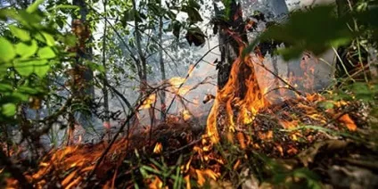 Сонник пожежа в лісі до чого сниться пожежа в лісі уві сні (чого) Сонник пожежа в лісі до чого сниться пожежа в лісі уві сні
