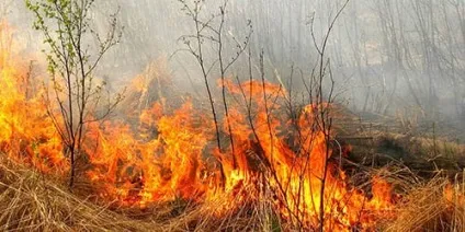 Сонник пожежа в лісі до чого сниться пожежа в лісі уві сні (лісі) Сонник пожежа в лісі до чого сниться пожежа в лісі уві сні