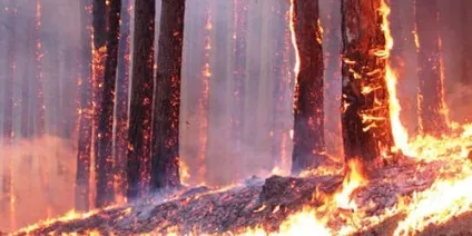 Сонник пожежа в лісі до чого сниться пожежа в лісі уві сні (лісі) Сонник пожежа в лісі до чого сниться пожежа в лісі уві сні