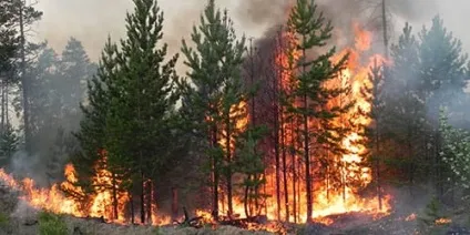 Сонник пожежа в лісі до чого сниться пожежа в лісі уві сні (сниться) Сонник пожежа в лісі до чого сниться пожежа в лісі уві сні