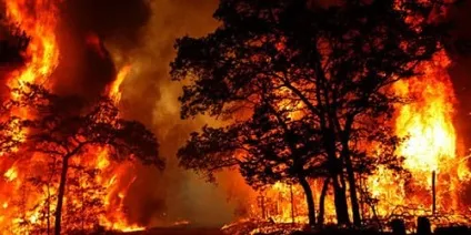 Сонник пожежа в лісі до чого сниться пожежа в лісі уві сні (сниться) Сонник пожежа в лісі до чого сниться пожежа в лісі уві сні
