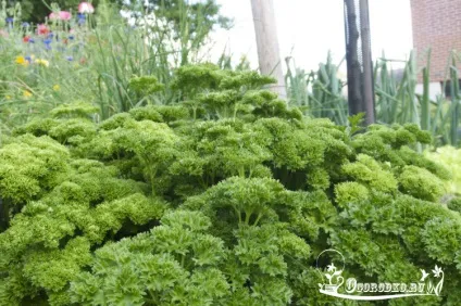 Сорти петрушки - види і різновиди фото (різновиди) Сорти петрушки - види і різновиди фото