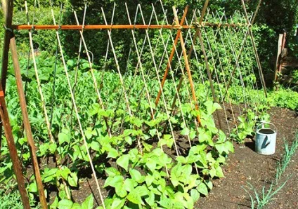 Сорти квасолі з фото і назвою (квасолі) Сорти квасолі з фото і назвою