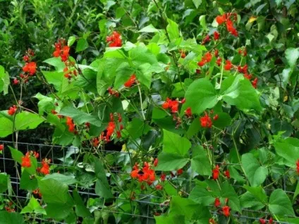 Сорти квасолі з фото і назвою (фото) Сорти квасолі з фото і назвою