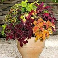 Спатифіллум домашній догляд, flowery-blog (Домашній квітка жіноче) Спатифіллум домашній догляд, flowery-blog