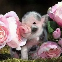 Спатифіллум домашній догляд, flowery-blog (домашній) Спатифіллум домашній догляд, flowery-blog