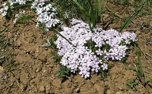 Засоби від сухості піхви, методи лікування захворювань (лікування) Засоби від сухості піхви, методи лікування захворювань