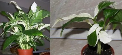 Спатифіллум домашній догляд, flowery-blog (Домашній квітка жіноче) Спатифіллум домашній догляд, flowery-blog