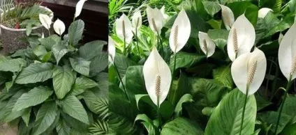 Спатифіллум домашній догляд, flowery-blog (догляд) Спатифіллум домашній догляд, flowery-blog