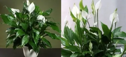 Спатифіллум домашній догляд, flowery-blog (догляд) Спатифіллум домашній догляд, flowery-blog