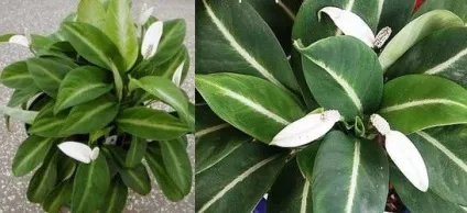 Спатифіллум домашній догляд, flowery-blog (Домашній квітка жіноче) Спатифіллум домашній догляд, flowery-blog