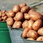Стимулятори росту картоплі перед посадкою - 3 засоби (зростання) Стимулятори росту картоплі перед посадкою - 3 засоби