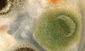 Стоматит грибковий лікування у дітей та дорослих (дорослих) Стоматит грибковий лікування у дітей та дорослих