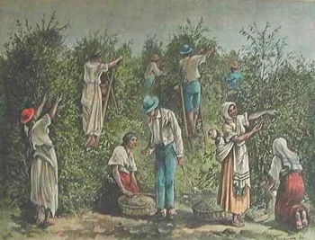 країни кави