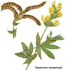 Таблетки від кашлю з термопсисом - інструкція застосування (термопсисом) Таблетки від кашлю з термопсисом - інструкція застосування