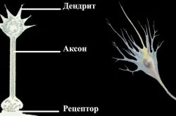 Структурна і функціональна одиниця нервової системи (одиниця) Структурна і функціональна одиниця нервової системи
