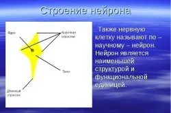 Структурна і функціональна одиниця нервової системи (нервової) Структурна і функціональна одиниця нервової системи