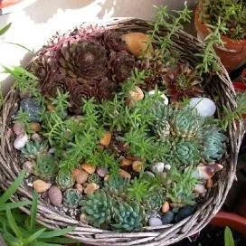 Сукуленти в домашніх умовах