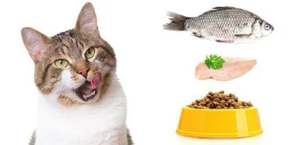 Сухий корм для кішок кет чау (cat chow) від фірми purina склад, відгуки (фірми) Сухий корм для кішок кет чау (cat chow) від фірми purina склад, відгуки