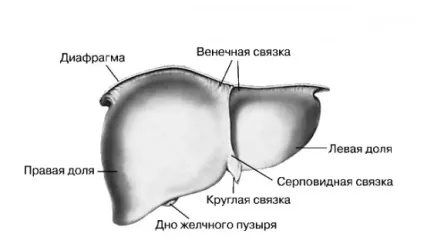 Будова печінки людини