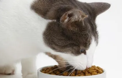 Сухий корм для кішок кет чау (cat chow) від фірми purina склад, відгуки (сухий) Сухий корм для кішок кет чау (cat chow) від фірми purina склад, відгуки