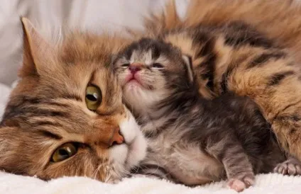 Сухий корм для кішок кет чау (cat chow) від фірми purina склад, відгуки (кішок) Сухий корм для кішок кет чау (cat chow) від фірми purina склад, відгуки