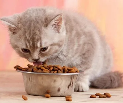 Сухий корм для кішок кет чау (cat chow) від фірми purina склад, відгуки (фірми) Сухий корм для кішок кет чау (cat chow) від фірми purina склад, відгуки