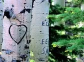 Весільна газета ідеї, весілля від а до я (захоче оформити весільну) Весільна газета ідеї, весілля від а до я