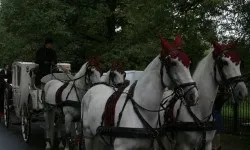 Весільна карета кортеж, гідний вінценосних осіб (карета) Весільна карета кортеж, гідний вінценосних осіб