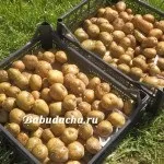 Табу для картоплі відгуки, інструкція, застосування, дача (інструкція) Табу для картоплі відгуки, інструкція, застосування, дача