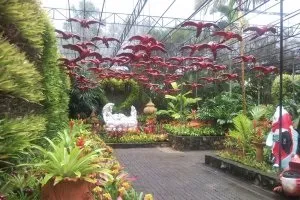 Таїланд - тропічний парк Нонг Нуч в Паттайя, сад мадам Нонг Нуч, фото, відео, відгуки, карта