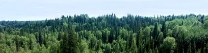 Тайга - мій будинок, або як не заблукати в лісі