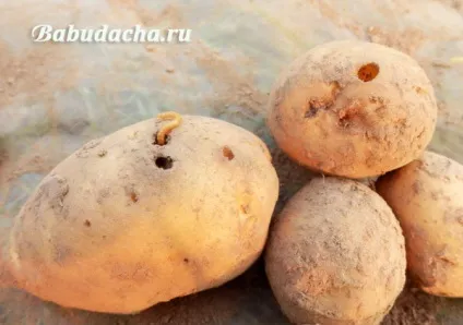 Табу для картоплі відгуки, інструкція, застосування, дача (табу) Табу для картоплі відгуки, інструкція, застосування, дача