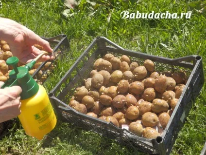 Табу для картоплі відгуки, інструкція, застосування, дача (застосування) Табу для картоплі відгуки, інструкція, застосування, дача