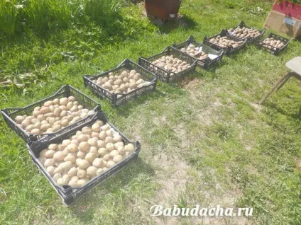 Табу для картоплі відгуки, інструкція, застосування, дача (колорадського жука дротяники) Табу для картоплі відгуки, інструкція, застосування, дача