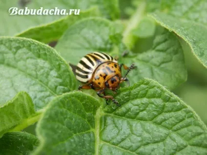 Табу для картоплі відгуки, інструкція, застосування, дача (інструкція) Табу для картоплі відгуки, інструкція, застосування, дача