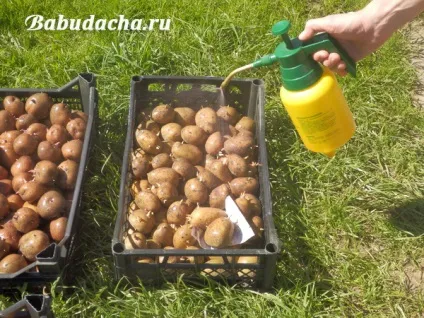 Табу для картоплі відгуки, інструкція, застосування, дача (табу) Табу для картоплі відгуки, інструкція, застосування, дача