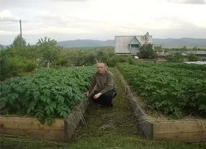 Технологія вирощування картоплі під соломою, переваги цього методу перед іншими (перед) Технологія вирощування картоплі під соломою, переваги цього методу перед іншими