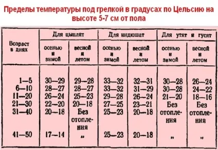 Температурний режим для бройлерів різного віку, відео та фото (різного) Температурний режим для бройлерів різного віку, відео та фото