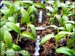 Томати досвід посіву насіння на розсаду (краще сіяти сухими) Томати досвід посіву насіння на розсаду
