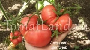 Томати великоплідні для теплиць