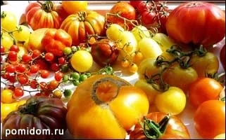 Томати досвід посіву насіння на розсаду (замочувати насіння томатів) Томати досвід посіву насіння на розсаду