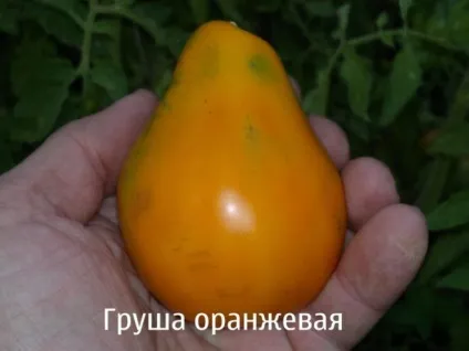 Томат груша опис сортів, характеристика, фото (груша) Томат груша опис сортів, характеристика, фото