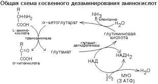 Трансамінування амінокислот - студопедія (жирів вуглеводів їжі) Трансамінування амінокислот - студопедія