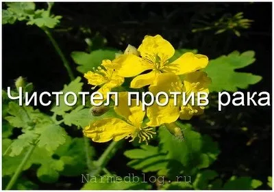 Трави проти раку