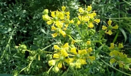 Трава рута - вирощування і корисні властивості (рута) Трава рута - вирощування і корисні властивості