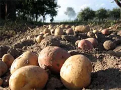 прибираємо картоплю