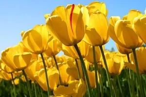 Тюльпани хвороби і шкідники з фото, лікування тюльпанів від хвороб і захист від шкідників (хвороби і шкідники) Тюльпани хвороби і шкідники з фото, лікування тюльпанів від хвороб і захист від шкідників