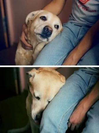 боягузливий собака