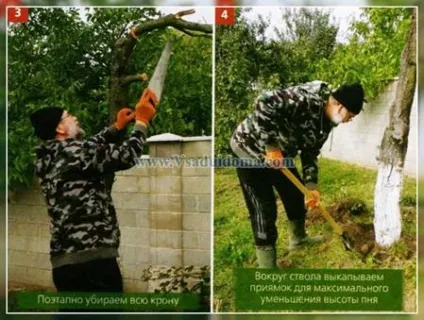 Видалення пнів і спіл старих дерев в саду, сайт про сад, дачі і кімнатних рослинах (пнів) Видалення пнів і спіл старих дерев в саду, сайт про сад, дачі і кімнатних рослинах